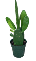 Prickly Pear Green Opuntia Cactus